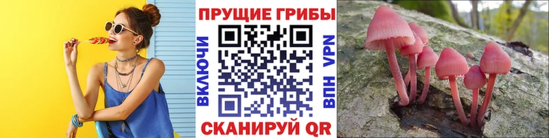 Псилоцибиновые грибы GOLDEN TEACHER  даркнет сайт  Пойковский 
